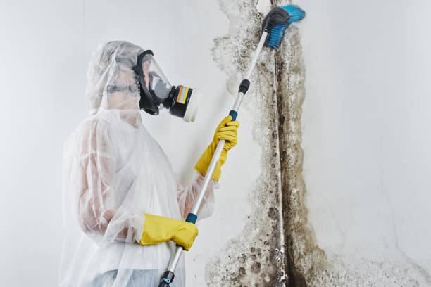 Best Post-Flood Mold Remediation in Lino Lakes, MN
