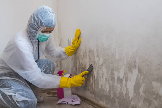 Best Kitchen Mold Remediation in Lino Lakes, MN