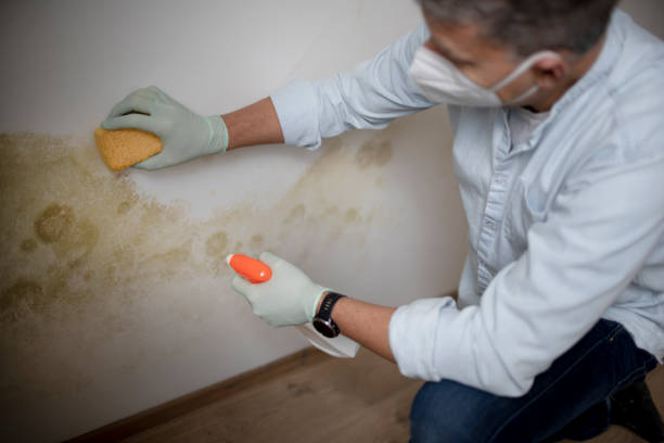 Best White Mold Remediation in Lino Lakes, MN