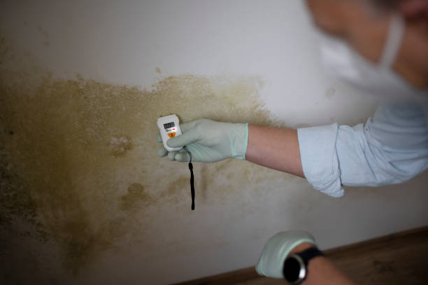 Best Basement Mold Remediation in Lino Lakes, MN