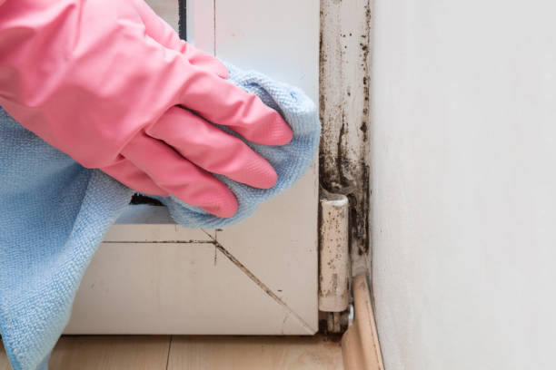 Best Post-Flood Mold Remediation in Lino Lakes, MN