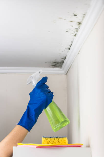 Best Kitchen Mold Remediation in Lino Lakes, MN